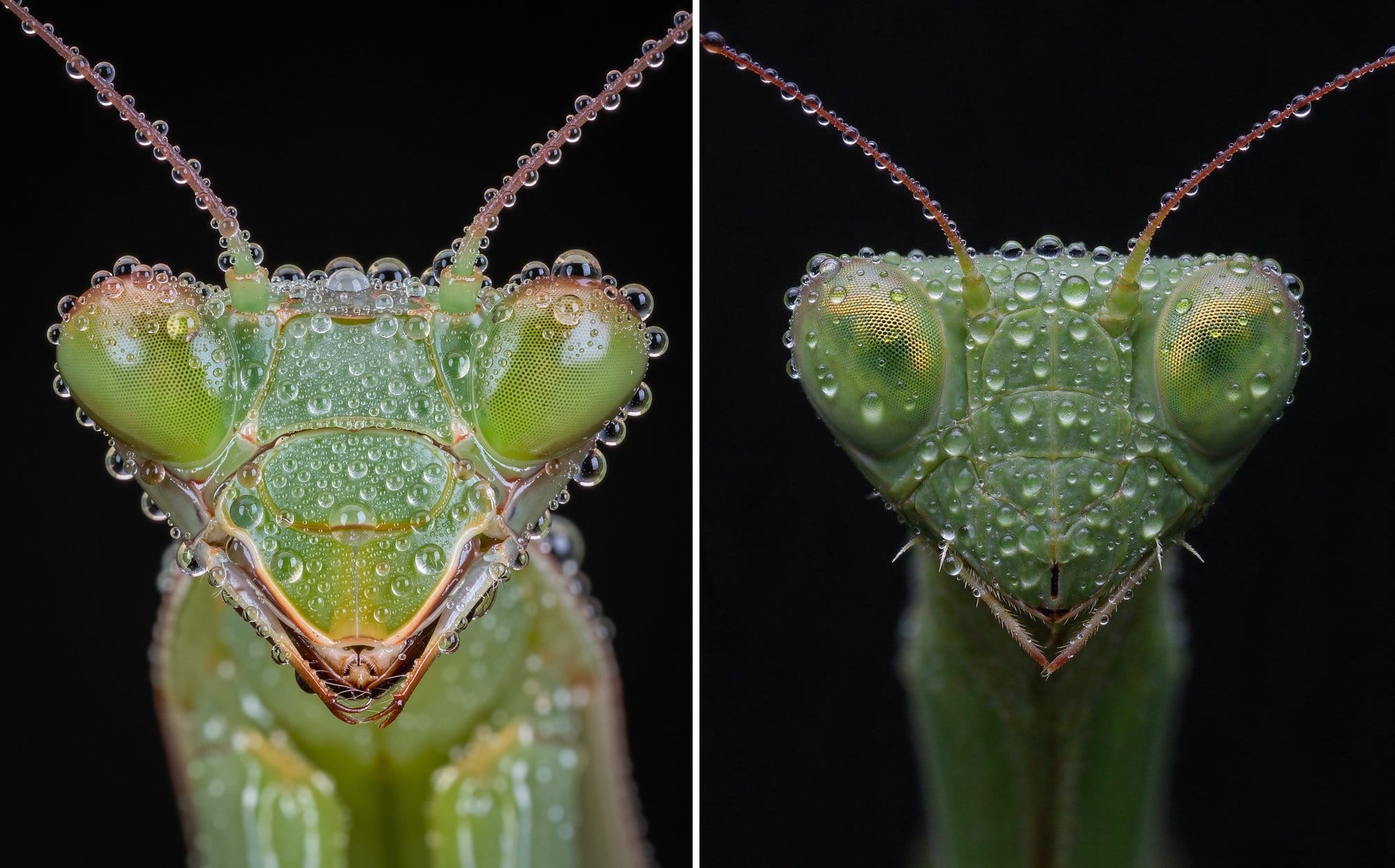 FLUX.3 (left) and Seedream 5.0 Flash (right): macro of a dew-covered praying mantis head on black